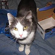 Samira is registered to the contest to win money with this photo: cat, gray_cat, white_cat, yellow_eyes, domestic_cat, indoor, blue_bag, cardboard_box, cable, bottle, fabric_surface, curious, pet, closeup, whiskers, pink_nose, animal, feline, household, domestic_animal