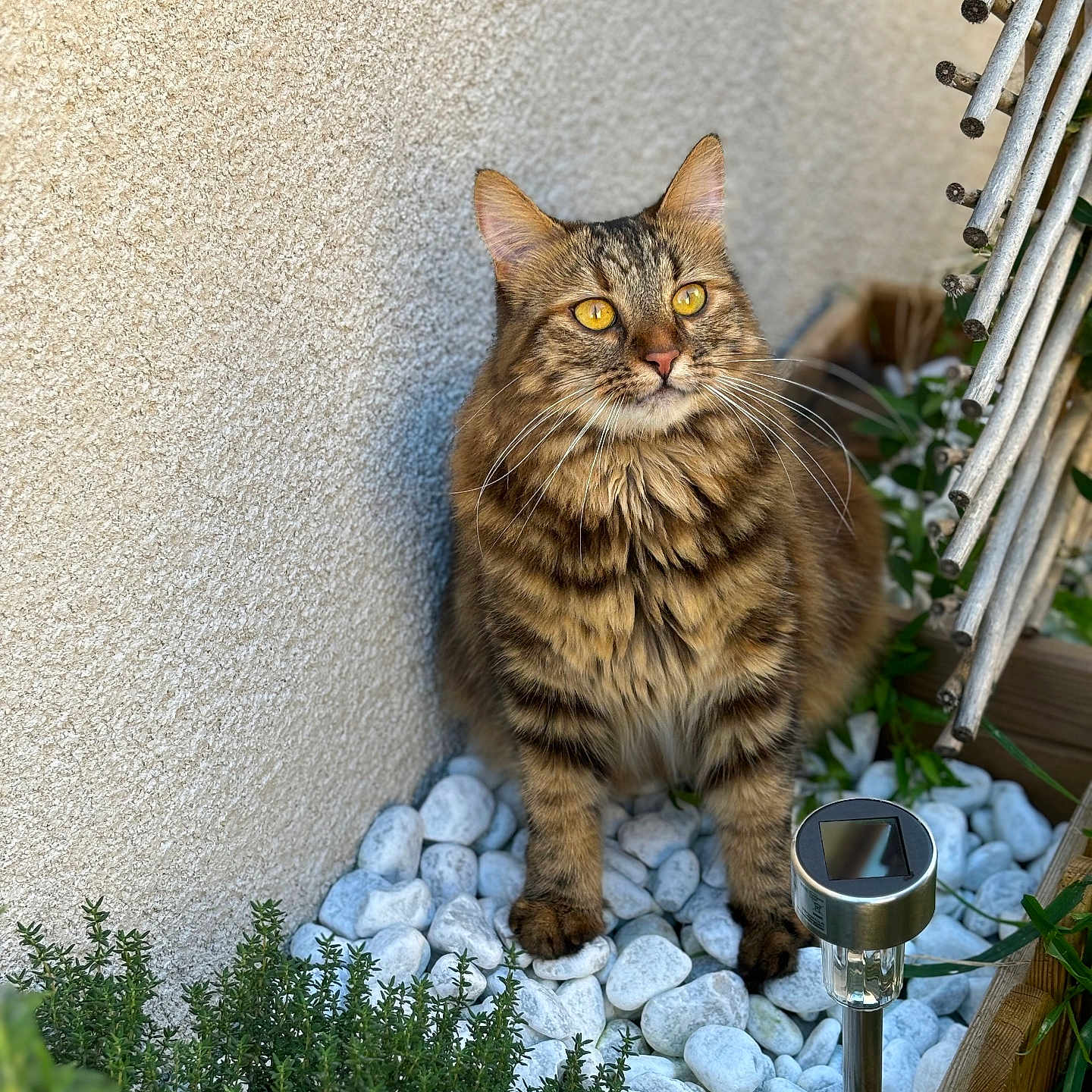 Yumi participe au concours pour gagner de l'argent avec cette photo : abyssinian, alloywheel, animal, architecture, building, car, carwheel, cat, glass, jar, manx, pebble, pet, plant, planter, pottedplant, pottery, vase, wall, wood