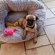 Chipie participe au concours pour gagner de l'argent avec cette photo : dog, puppy, pet_bed, toy, floor, tile, small_dog, sleepy, indoor, cozy, animal, cute, furry, collar, resting, home, relaxing, pink_toy, yellow_toy, brown_dog