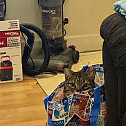Pickles is registered to the contest to win money with this photo: animal, bag, cat, clutter, couch, curious, domestic, ears, eyes, fabric, floor, household, indoor, peeking, pet, plastic_bottle, tabby_cat, tote_bag, vacuum_cleaner, wooden_floor