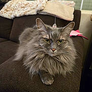 Doodles joined the competition — help win amazing prizes! cat, gray_cat, fluffy, pet, indoor, couch, furniture, blanket, green_eyes, fur, animal, resting, closeup, portrait, living_room, cozy, soft_lighting, looking_at_camera, domestic_cat, cute