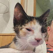 Sassy is registered to the contest to win money with this photo: animal, blanket, calico, candid, cat, close_up, cozy, cute, ears, face, fluffy, fur, home, indoors, kitten, person, pet, pink_nose, portrait, whiskers
