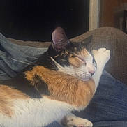 Sassy joined the competition — help win amazing prizes! cat, calico_cat, sleeping, paw, lap, fur, cozy, indoor, resting, animal, pet, cute, relaxed, black, orange, white, whiskers, clothing, shoe, denim