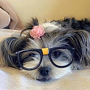 Bella Gonzalez is registered to the contest to win money with this photo: adorable, animal, bed, black_and_white, close_up, cozy, cute, dog, face, flower, fur, glasses, indoors, lying_down, nose, pet, portrait, resting, sleepy, whiskers