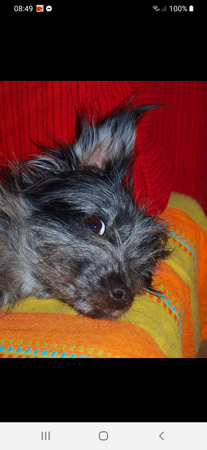 Houla Up participe au concours pour gagner de l&#x27;argent avec cette photo : canidae, carnivore, companion_dog, dog, dog_breed, dog_supply, felidae, fur, liver, paw, small_terrier, snout, sporting_group, tail, terrier, toy_dog, water_dog, whiskers, working_animal, yorkipoo