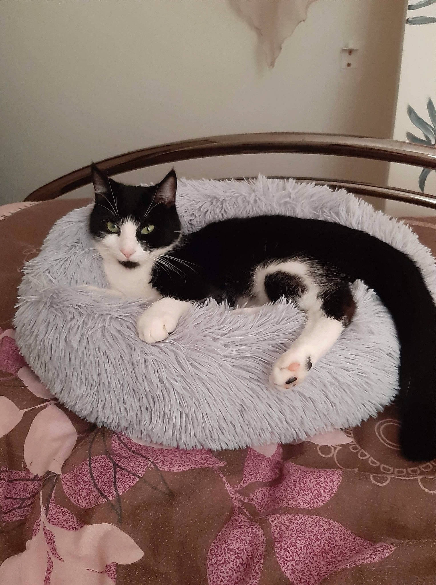 Obi a rejoint le concours — aidez-le/la à gagner de superbes lots ! bed, black_cat, carnivore, cat, cat_bed, chair, comfort, domestic_short_haired_cat, felidae, flooring, fur, grey, house, leg, linens, paw, small_to_medium_sized_cats, tail, tree, whiskers