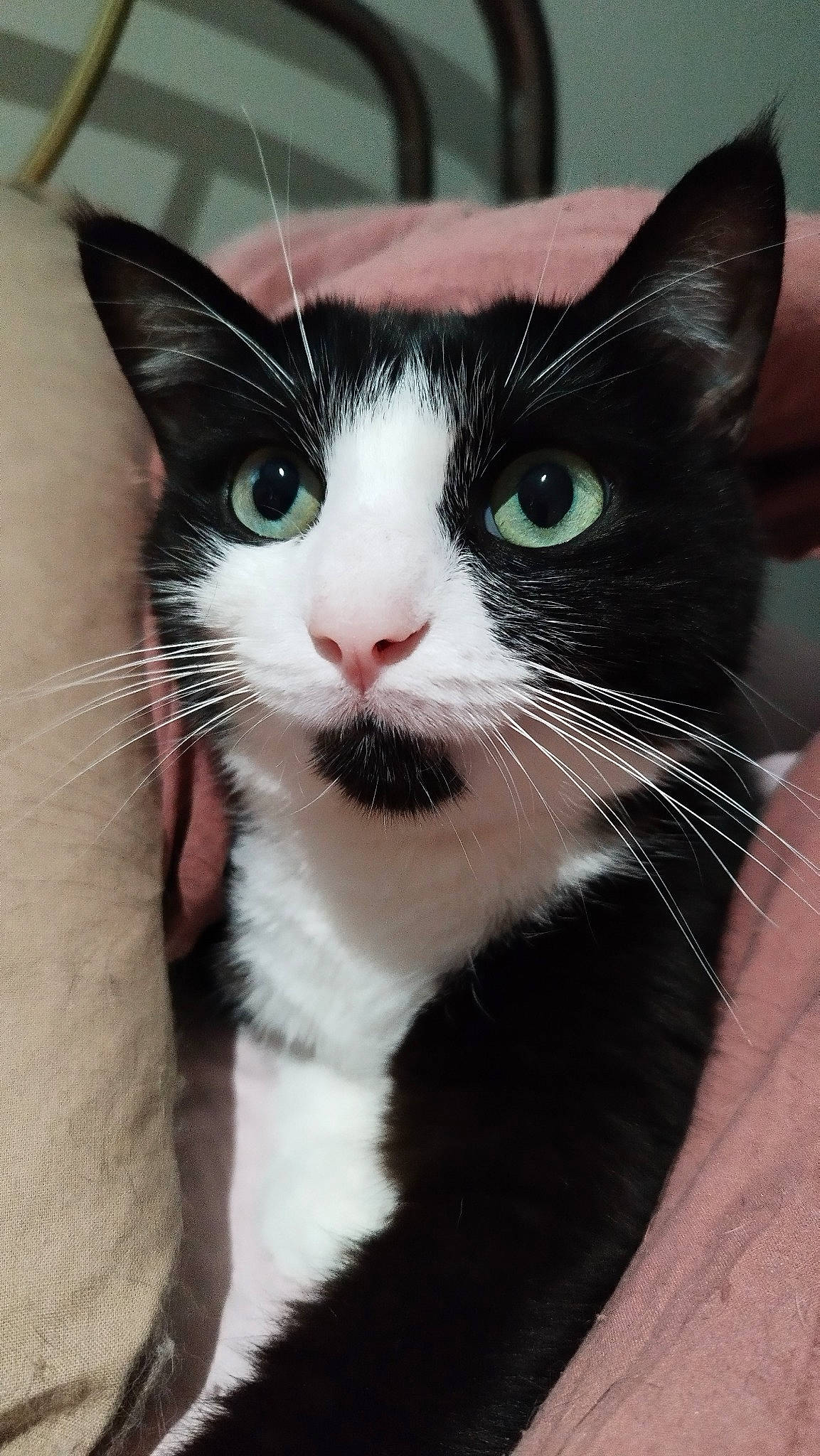 Obi participe au concours pour gagner de l'argent avec cette photo : carnivore, cat, claw, comfort, domestic_short_haired_cat, eyelash, felidae, foot, fur, hand, iris, paw, small_to_medium_sized_cats, snout, tail, terrestrial_animal, whiskers