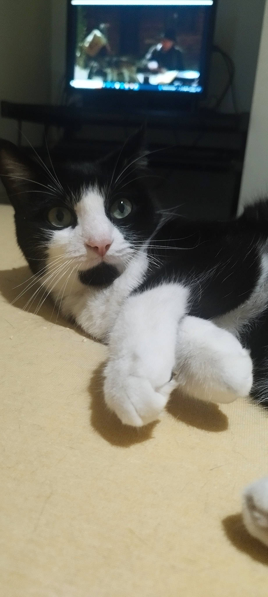 Obi participe au concours pour gagner de l'argent avec cette photo : carnivore, cat, claw, comfort, domestic_short_haired_cat, felidae, flooring, foot, fur, hardwood, human_leg, paw, small_to_medium_sized_cats, snout, tail, terrestrial_animal, whiskers