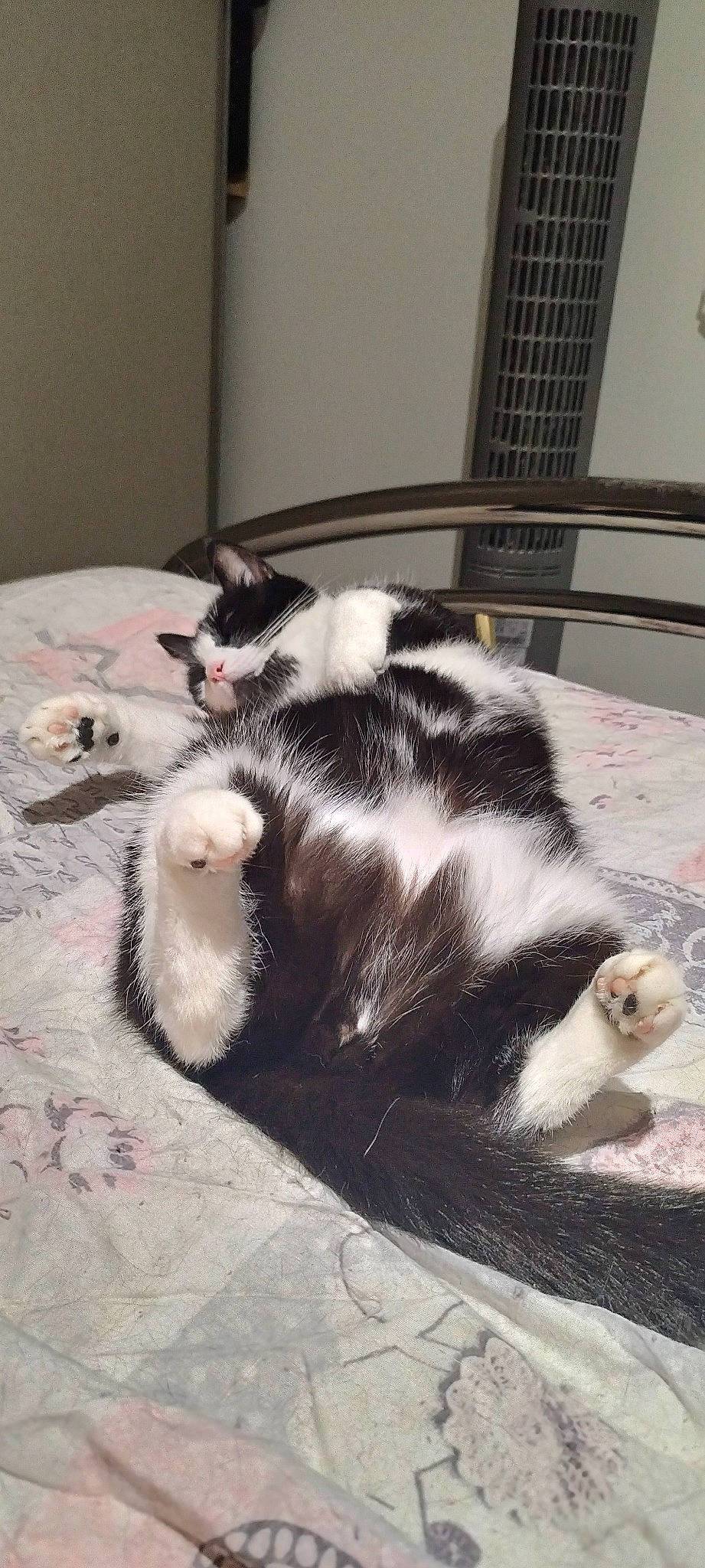 Obi a rejoint le concours — aidez-le/la à gagner de superbes lots ! canidae, carnivore, cat, claw, comfort, dog_breed, domestic_short_haired_cat, felidae, flooring, fur, mammal, nap, paw, small_to_medium_sized_cats, snout, sporting_group, tail, terrestrial_animal, whiskers, wood