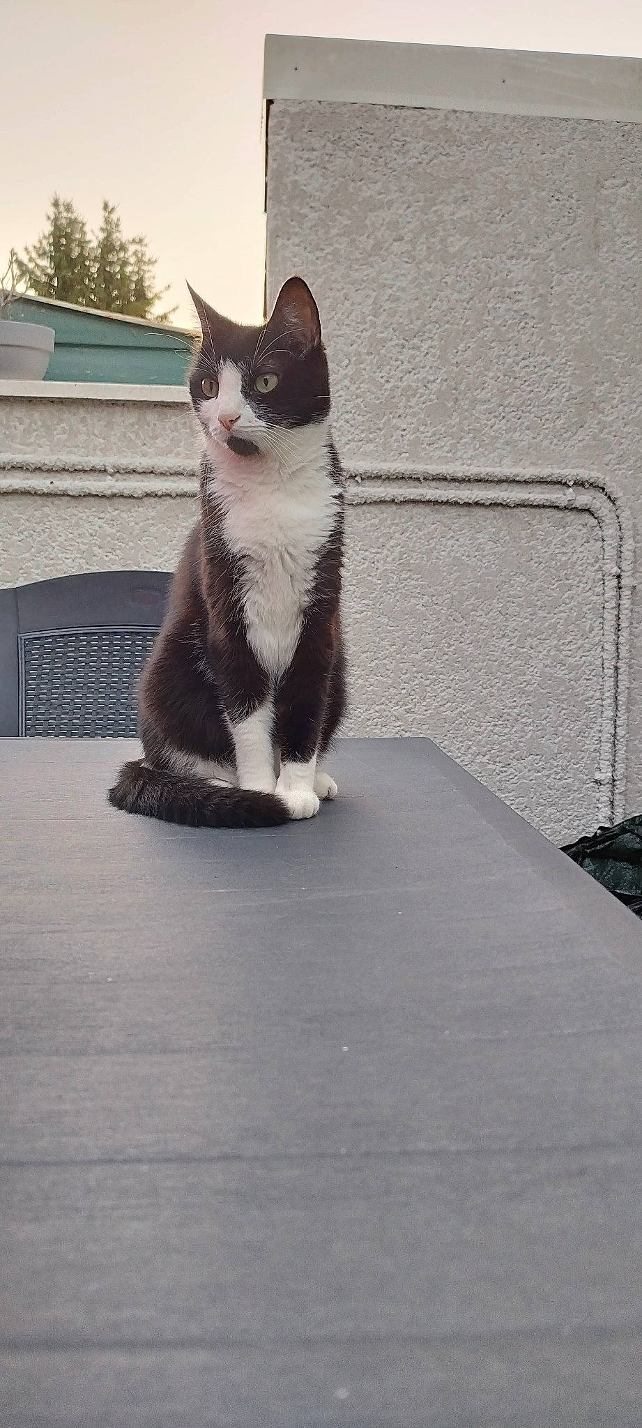 Obi participe au concours pour gagner de l'argent avec cette photo : asphalt, carnivore, cat, domestic_short_haired_cat, eye, felidae, flooring, foot, fur, grey, paw, plant, road_surface, small_to_medium_sized_cats, snout, tail, tree, whiskers, window, wood