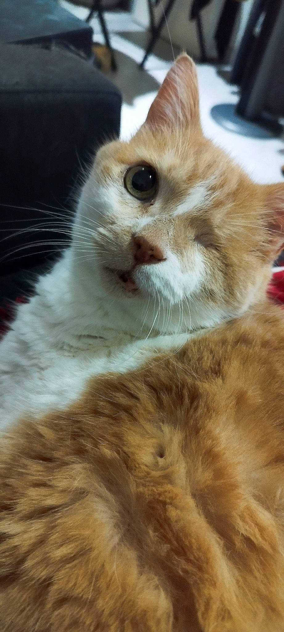 Sam participe au concours pour gagner de l'argent avec cette photo : carnivore, cat, claw, domestic_short_haired_cat, eye, fawn, felidae, fur, head, paw, small_to_medium_sized_cats, snout, tail, tree, whiskers