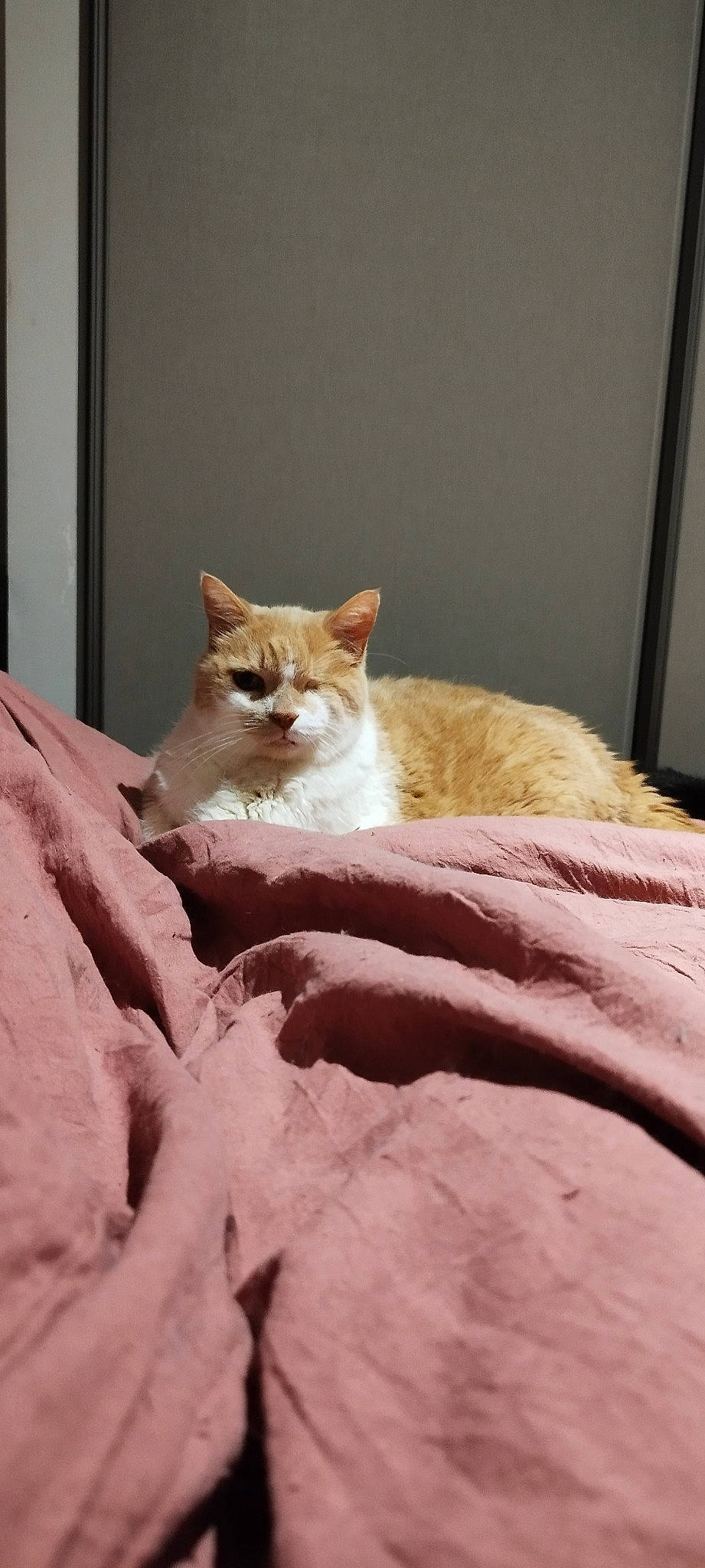 Sam participe au concours pour gagner de l'argent avec cette photo : bed, carnivore, cat, comfort, domestic_short_haired_cat, fawn, felidae, fur, linens, paw, sand, sitting, small_to_medium_sized_cats, snout, tail, terrestrial_animal, whiskers, wildlife, window, wood