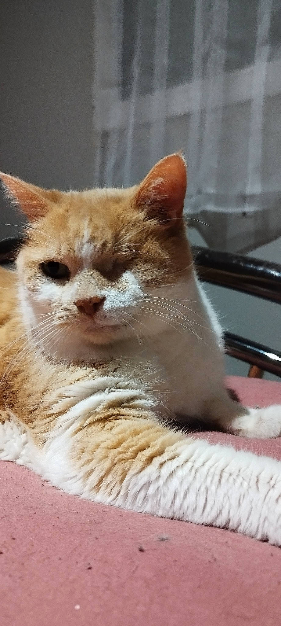 Sam participe au concours pour gagner de l'argent avec cette photo : carnivore, cat, claw, domestic_short_haired_cat, fawn, felidae, fur, paw, small_to_medium_sized_cats, snout, tail, terrestrial_animal, whiskers, window, wood