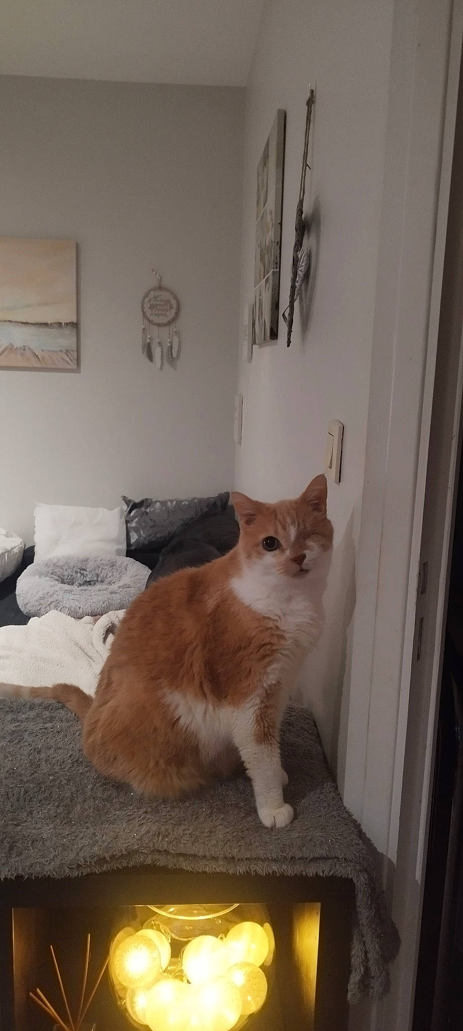 Sam a rejoint le concours — aidez-le/la à gagner de superbes lots ! carnivore, cat, chair, comfort, domestic_short_haired_cat, door, drawer, fawn, felidae, flooring, fur, hardwood, picture_frame, room, small_to_medium_sized_cats, tail, whiskers, window, wood, wood_flooring