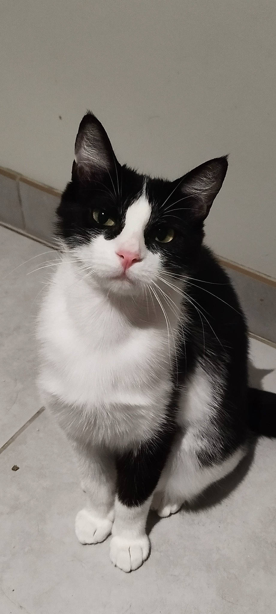 Dora a rejoint le concours — aidez-le/la à gagner de superbes lots ! black_cat, carnivore, cat, domestic_short_haired_cat, felidae, flooring, fur, grey, monochrome, monochrome_photography, paw, sitting, small_to_medium_sized_cats, snout, tail, whiskers