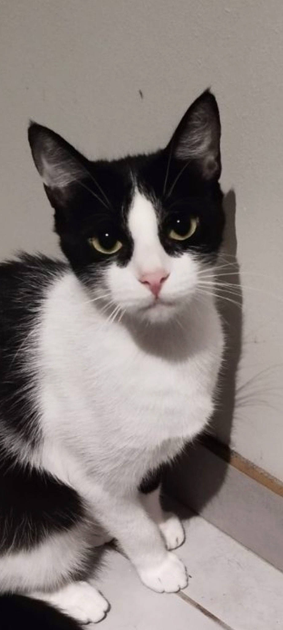 Dora a rejoint le concours — aidez-le/la à gagner de superbes lots ! carnivore, cat, domestic_short_haired_cat, felidae, fur, iris, monochrome, monochrome_photography, paw, sitting, small_to_medium_sized_cats, snout, tail, whiskers, window