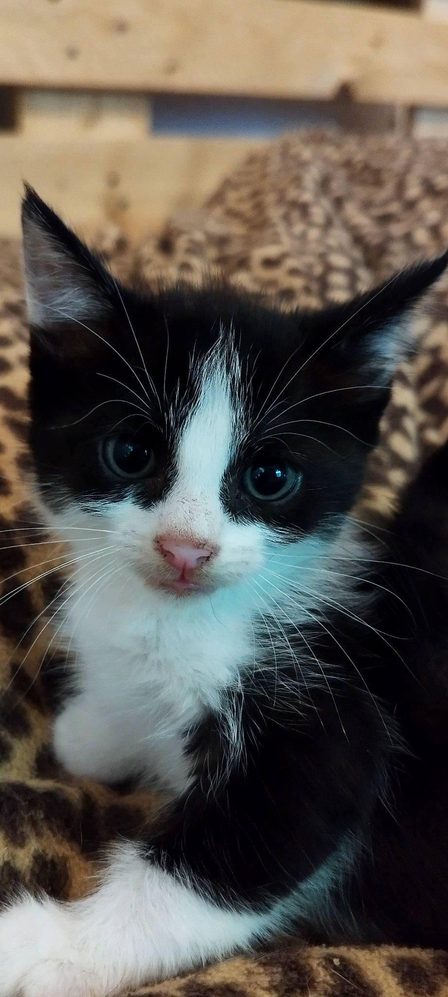 Dora a rejoint le concours — aidez-le/la à gagner de superbes lots ! carnivore, cat, cloud, domestic_short_haired_cat, electric_blue, felidae, fur, grass, paw, plant, sky, small_to_medium_sized_cats, snout, tree, whiskers, window