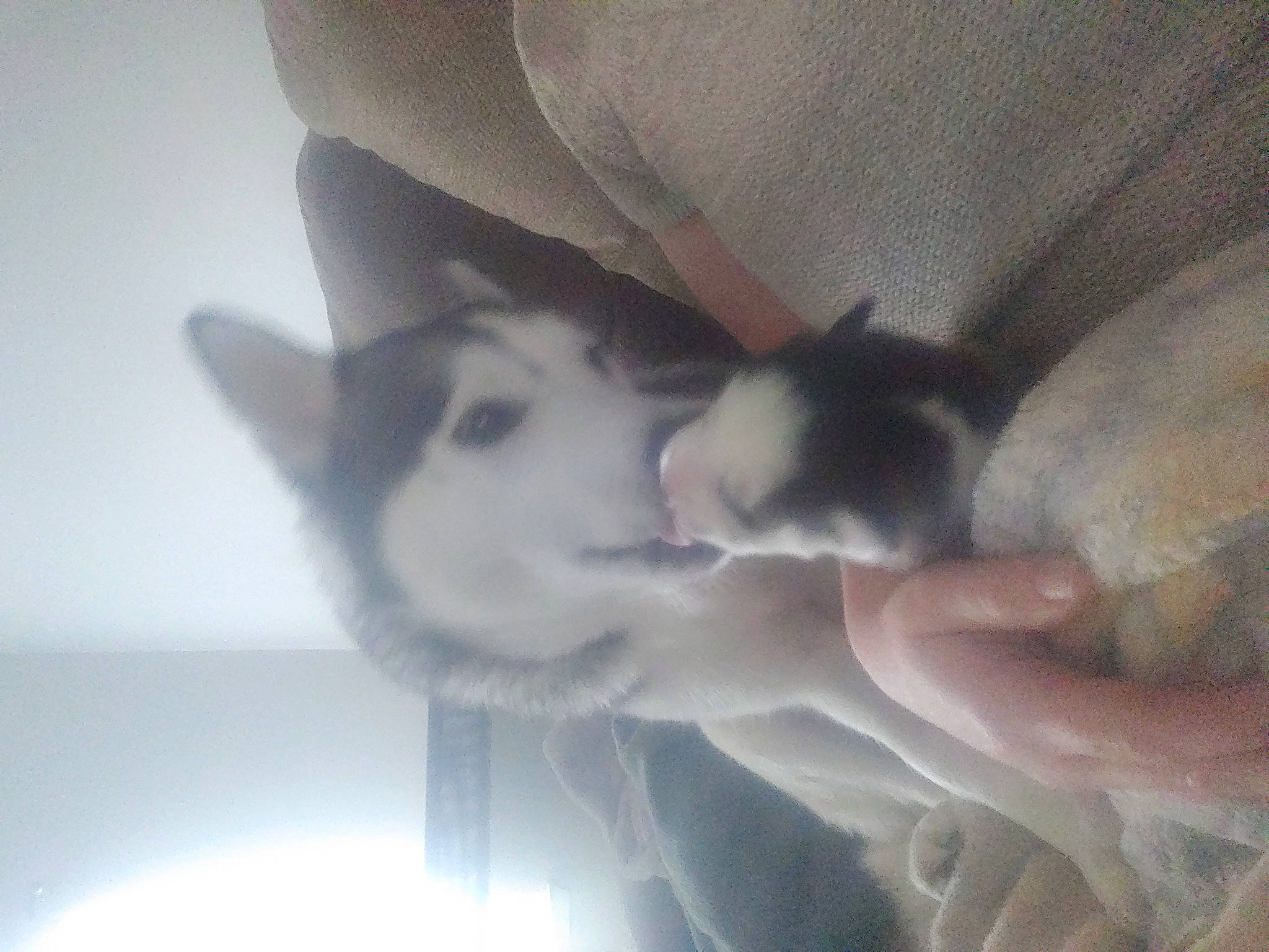 Melody is registered to the contest to win money with this photo: carnivore, comfort, felidae, fur, iris, jaw, nail, neck, organ, skin, sled_dog, small_to_medium_sized_cats, snout, vertebrate, whiskers, working_animal