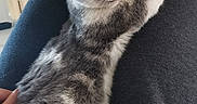 Nala participe au concours pour gagner de l'argent avec cette photo : cat, kitten, gray_and_white, pet, feline, stretching, paw, indoor, cozy, lap, person, clothing, relaxed, whiskers, ears, fur, home, curious, cute, animal