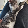 cat, kitten, gray_and_white, pet, feline, stretching, paw, indoor, cozy, lap, person, clothing, relaxed, whiskers, ears, fur, home, curious, cute, animal