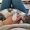 cat, kitten, sleeping, hand, lap, jeans, sweatshirt, indoor, cozy, pet, feline, resting, cute, domestic_animal, human, comfort, relaxation, paw, closeup, casual