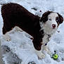 dog, puppy, snow, tennis_ball, leash, collar, blue_eyes, white_fur, brown_fur, outdoors, winter, grass, footprints, playful, looking_up, canine, pet, standing, snowy_background, pink_nose