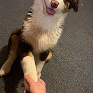 Nitro joined the competition — help win amazing prizes! dog, puppy, paw, paw_shake, human_hand, carpet, indoor, tongue_out, blue_eyes, white_fur, brown_fur, fluffy, cute, playful, pet, owner, living_room, bracelet, smiling, eye_contact