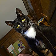 Henry is registered to the contest to win money with this photo: animal, bed, black_and_white, blanket, bulletin_board, cat, closeup, cozy, curious, domestic_animal, fur, furniture, indoor, mammal, pet, portrait, tuxedo_cat, whiskers, wood_paneling, yellow_eyes