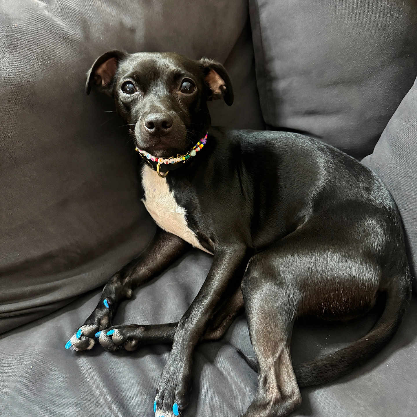 Rua joined the competition — help win amazing prizes! animal, beaded_collar, black_dog, blue_nail_polish, canine, collar, companion, couch, cute, dog, domestic_animal, fur, indoor, lying_down, painted_nails, paw, pet, pet_accessory, relaxed, tail