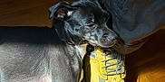 Rua joined the competition — help win amazing prizes! dog, black_dog, shoe, sneaker, yellow_shoe, floor, wooden_floor, sunlight, shadow, resting, pet, companion, animal, domestic_animal, relaxing, paw, head, person, pants, indoor