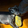 dog, black_dog, shoe, sneaker, yellow_shoe, floor, wooden_floor, sunlight, shadow, resting, pet, companion, animal, domestic_animal, relaxing, paw, head, person, pants, indoor