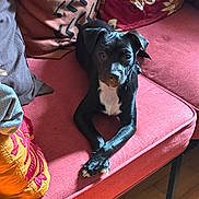 Rua is registered to the contest to win money with this photo: dog, black_dog, couch, pillow, indoor, pet, animal, relaxed, crossed_paws, wooden_floor, cozy, furniture, domestic, companion, cute, sitting, looking_at_camera, home, resting, small_dog