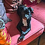 dog, black_dog, couch, pillow, indoor, pet, animal, relaxed, crossed_paws, wooden_floor, cozy, furniture, domestic, companion, cute, sitting, looking_at_camera, home, resting, small_dog