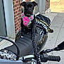 Rua joined the competition — help win amazing prizes! dog, black_dog, pet, motorcycle, seat, leash, pink_harness, sidewalk, urban, brick_wall, glass_window, outdoor, vehicle, handlebars, mirror, street, daytime, small_dog, canine, waiting