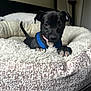Rua joined the competition — help win amazing prizes! puppy, dog, bed, blue_collar, black_dog, pet, cozy, indoor, cute, small, animal, fur, claws, resting, looking, blanket, soft, young, comfort, tail