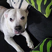 Cinder joined the competition — help win amazing prizes! dog, white_dog, pet, couch, cushion, blanket, indoor, animal, canine, paw, snout, fur, looking_up, resting, domestic_animal, companion, household, relaxed, close_up, cute