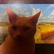 Gemma joined the competition — help win amazing prizes! animal, background, blurry, cat, clouds, dim_light, feline, field, grainy, indoor, landscape, low_quality, nature, orange_cat, pet, portrait, screen, shadow, sky, television