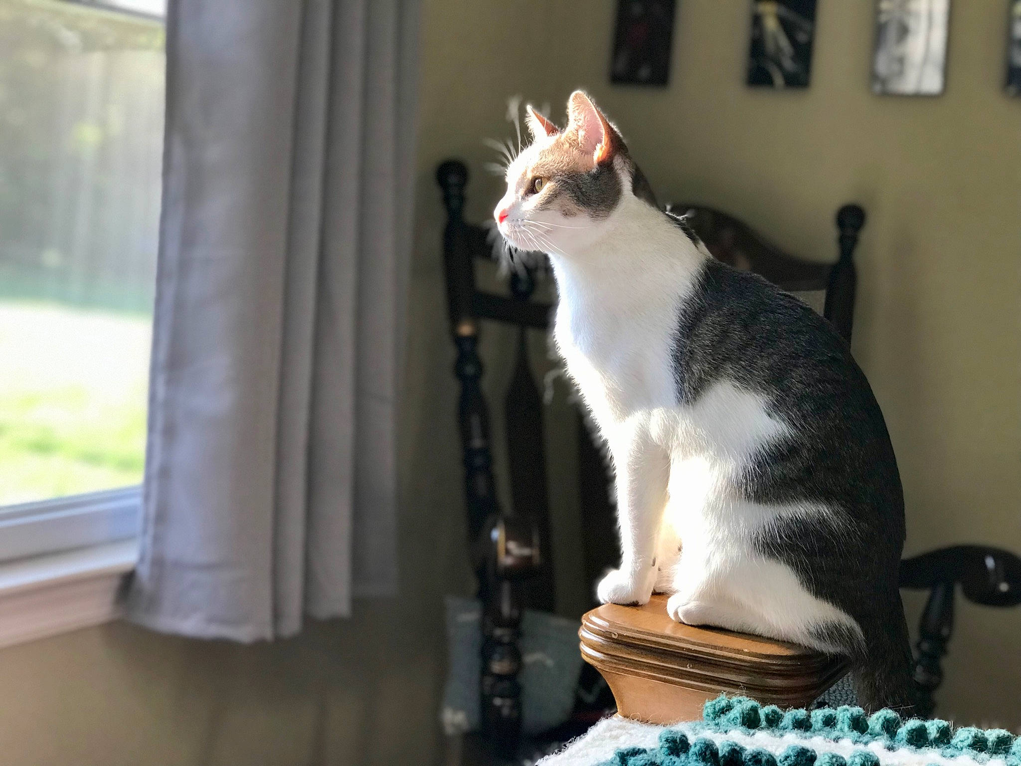 Butch joined the competition — help win amazing prizes! carnivore, cat, cat_supply, comfort, curtain, domestic_short_haired_cat, felidae, formal_wear, fur, paw, pet_supply, picture_frame, room, sitting, small_to_medium_sized_cats, tail, whiskers, window, wood