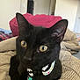 Princess is registered to the contest to win money with this photo: black_cat, cat, pet, collar, flower_charm, bed, blanket, indoor, feline, animal, yellow_eyes, close_up, cozy, resting, domestic_cat, furniture, soft_light, curious, cute, home