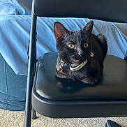 Princess is registered to the contest to win money with this photo: black_cat, cat, pet, indoor, folding_chair, bean_bag, carpet, collar, animal, feline, cute, curious, domestic_cat, resting, fur, whiskers, ears, eyes, home, comfortable