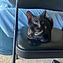 black_cat, cat, pet, indoor, folding_chair, bean_bag, carpet, collar, animal, feline, cute, curious, domestic_cat, resting, fur, whiskers, ears, eyes, home, comfortable