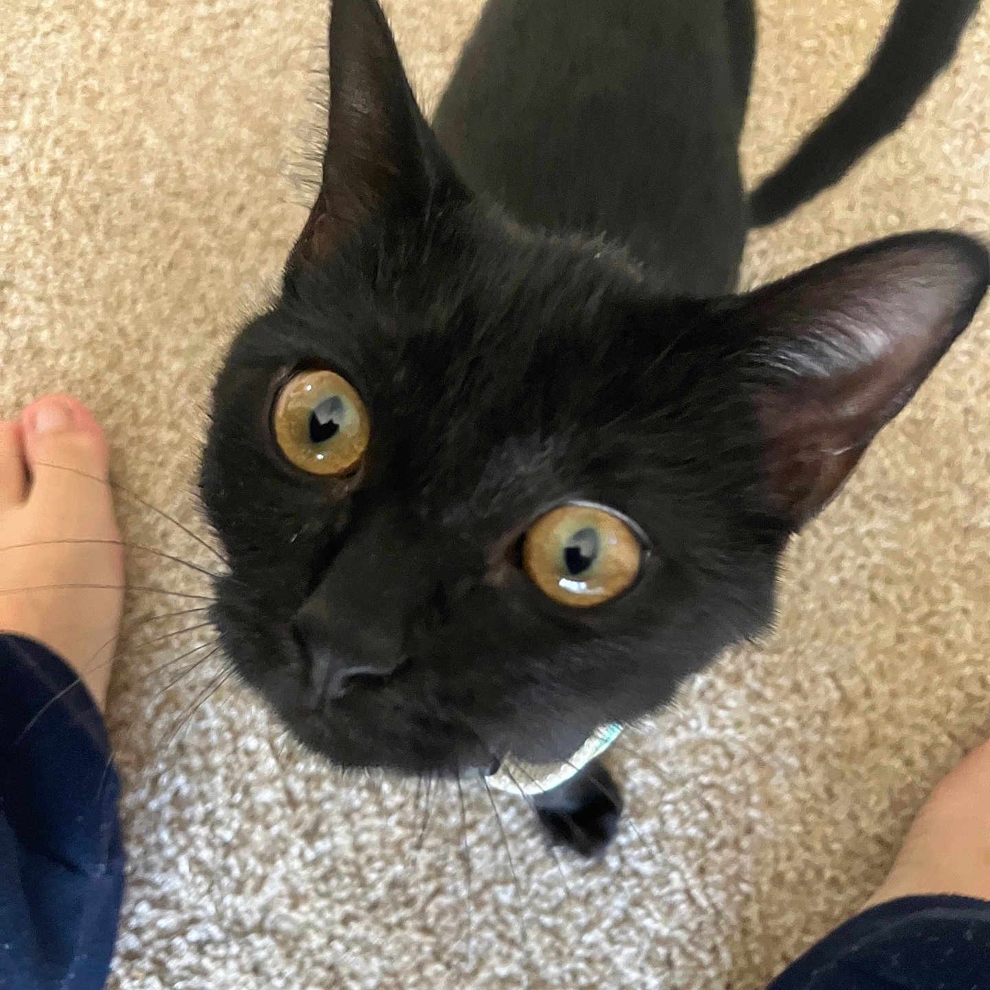 Princess joined the competition — help win amazing prizes! amber_eyes, animal, black_cat, blue_pants, carpet, cat, close_up, curious, domestic_cat, feline, floor, human_feet, indoor, looking_up, paws, pet, pet_collar, tail, whiskers, whiskers_visible