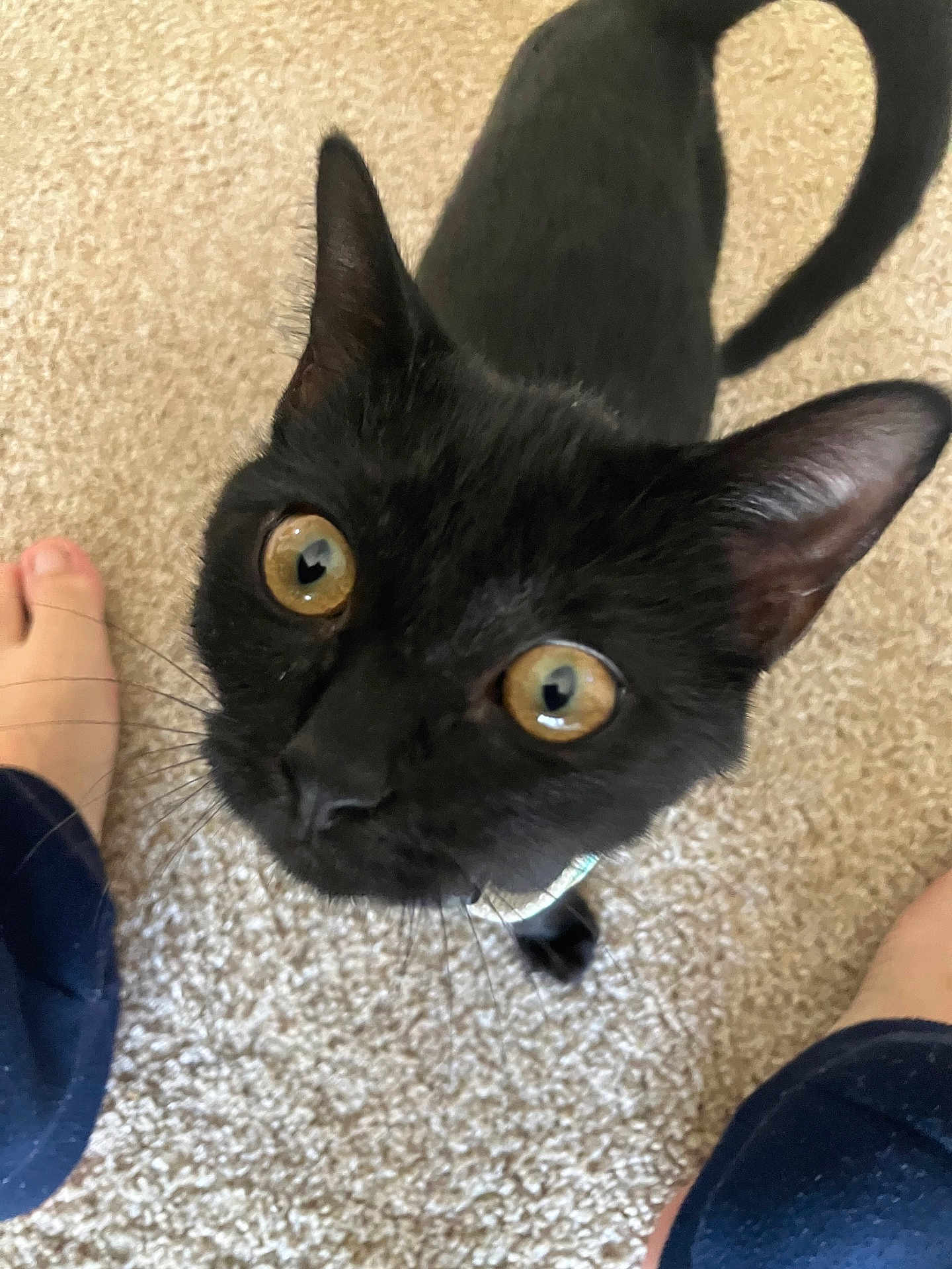 Princess joined the competition — help win amazing prizes! black_cat, cat, amber_eyes, carpet, curious, pet, indoor, whiskers, tail, close_up, animal, feline, floor, looking_up, domestic_cat, paws, human_feet, blue_pants, pet_collar, whiskers_visible