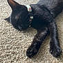 Princess joined the competition — help win amazing prizes! black_cat, sleeping, cat, pet, collar, paw, feline, resting, indoor, carpet, close_up, whiskers, cute, domestic_animal, relaxed, fur, animal, mammal, cozy, peaceful
