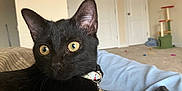 Princess is registered to the contest to win money with this photo: black_cat, cat, pet, indoor, feline, yellow_eyes, collar, bed, blanket, furniture, room, carpet, door, cat_tree, relaxed, curious, domestic_animal, animal, whiskers, ear
