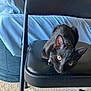 black_cat, cat, folding_chair, yellow_eyes, indoor, carpet, bed, blue_sheets, furniture, pet, animal, curious, lying_down, whiskers, collar, ears, black_fur, home, resting, looking