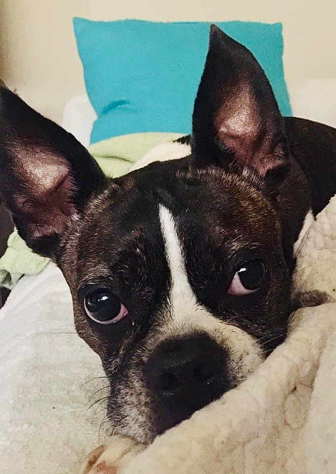 Bama is registered to the contest to win money with this photo: dog, boston_terrier, pet, close_up, face, ears, blanket, indoor, cozy, resting, animal, cute, fur, nose, eyes, pillow, soft, home, portrait, expression