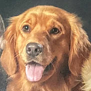 Mimic joined the competition — help win amazing prizes! dog, golden_retriever, pet, animal, tongue_out, fur, portrait, canine, friendly, domestic_animal, mammal, close_up, brown_fur, indoor, looking_at_camera, cute, adorable, companion, happy, face