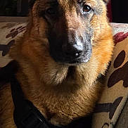 Sam joined the competition — help win amazing prizes! dog, german_shepherd, pet, indoor, couch, blanket, animal, canine, fur, ears, face, portrait, looking, resting, domestic_animal, brown, black, comfort, household, calm