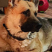 Onyx joined the competition — help win amazing prizes! dog, german_shepherd, indoor, wooden_floor, pet, animal, canine, toy, red_ball, collar, fur, ears, resting, looking_away, flooring, household, domestic, mammal, companion, laying_down